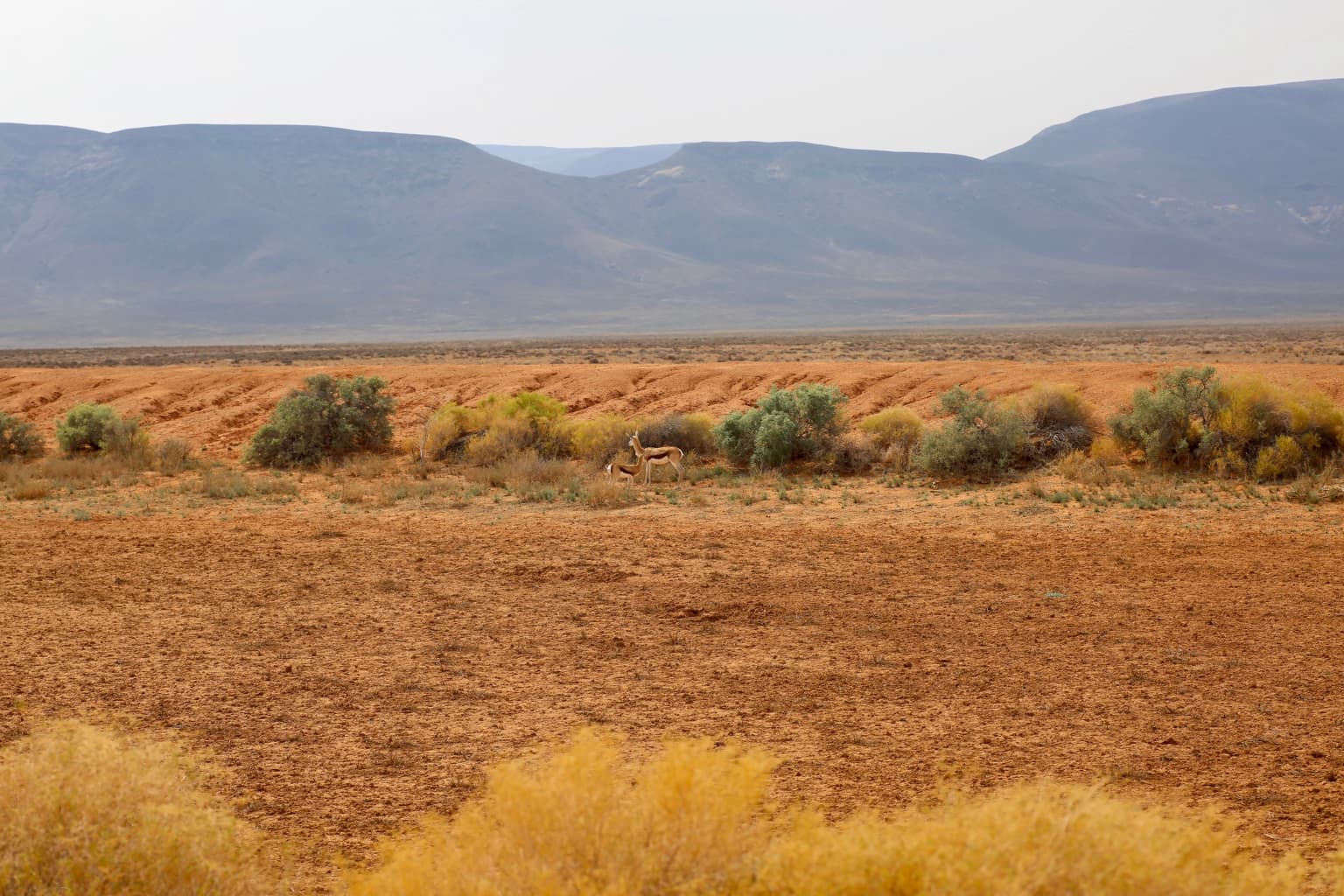 Dry reddish-brown plains with scattered bushes, distant mountains, and two springboks in the midground