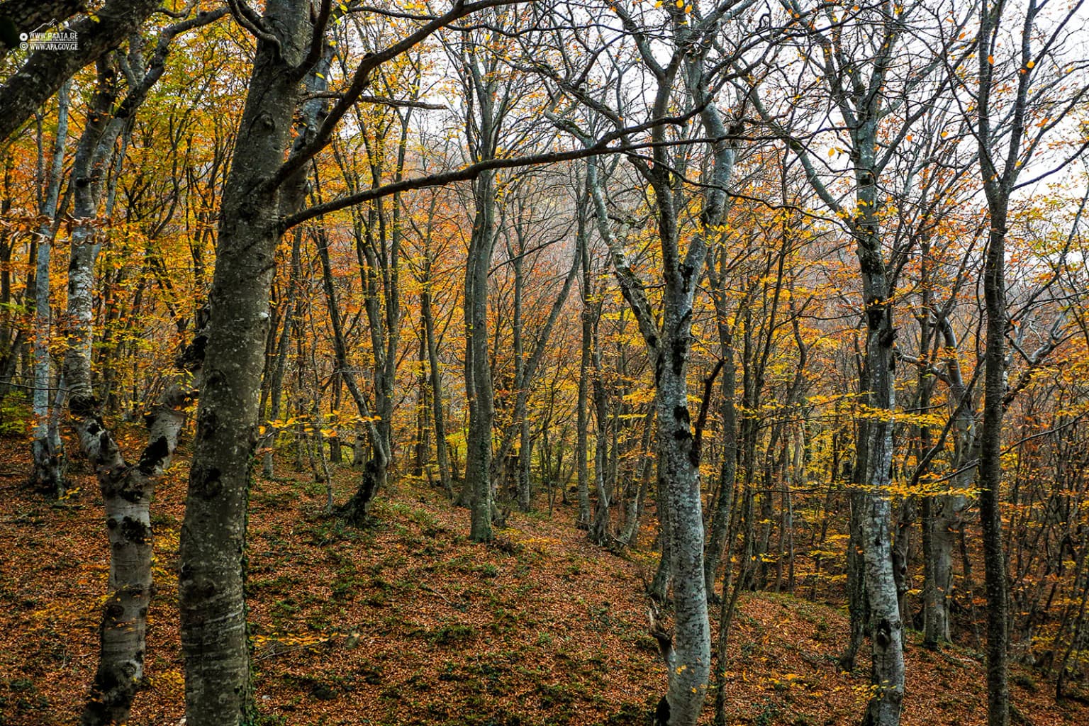 A forest scene with tall trees, autumn foliage, and fallen leaves on the ground