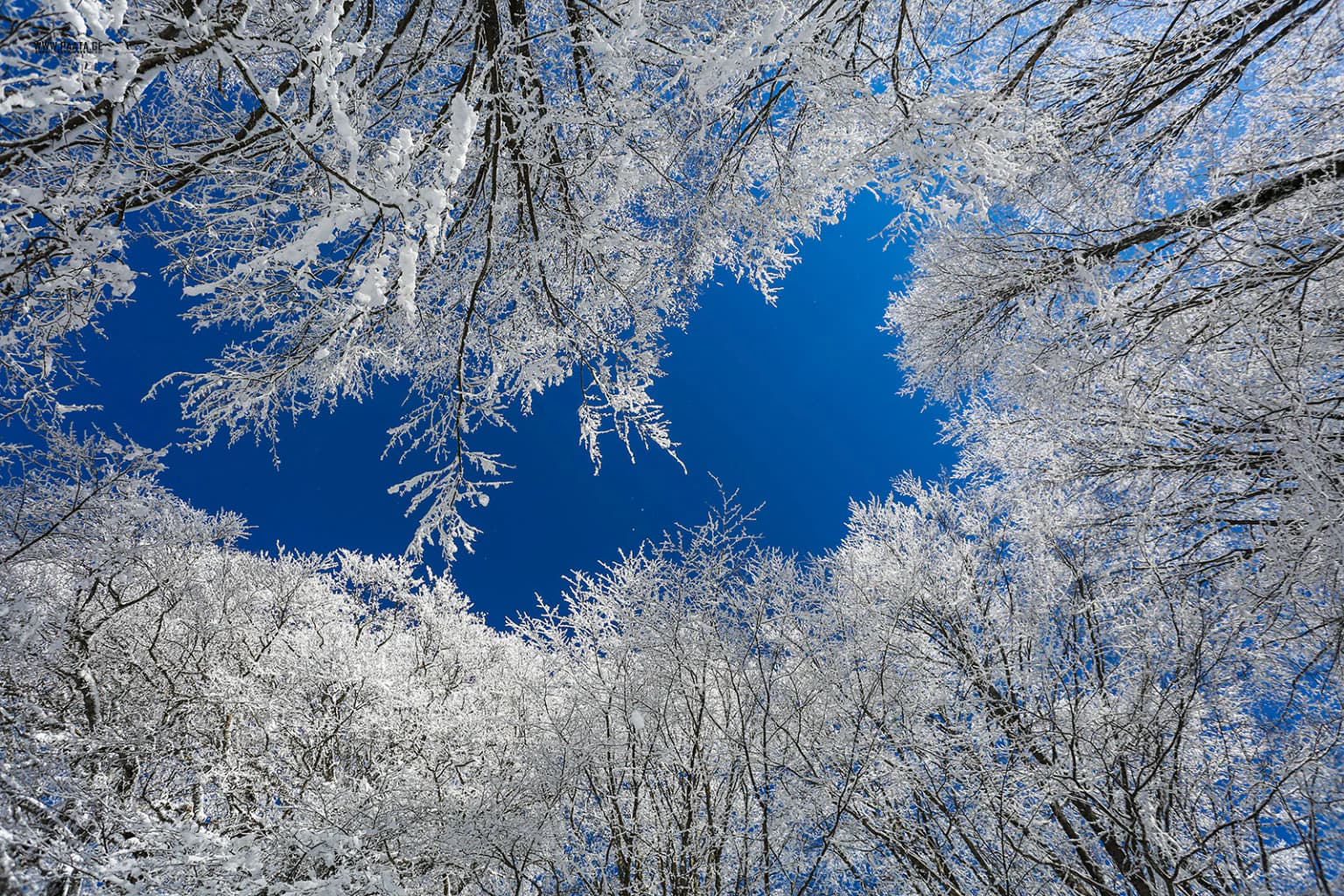 Tree branches covered in ice with clear blue sky visible through the branches