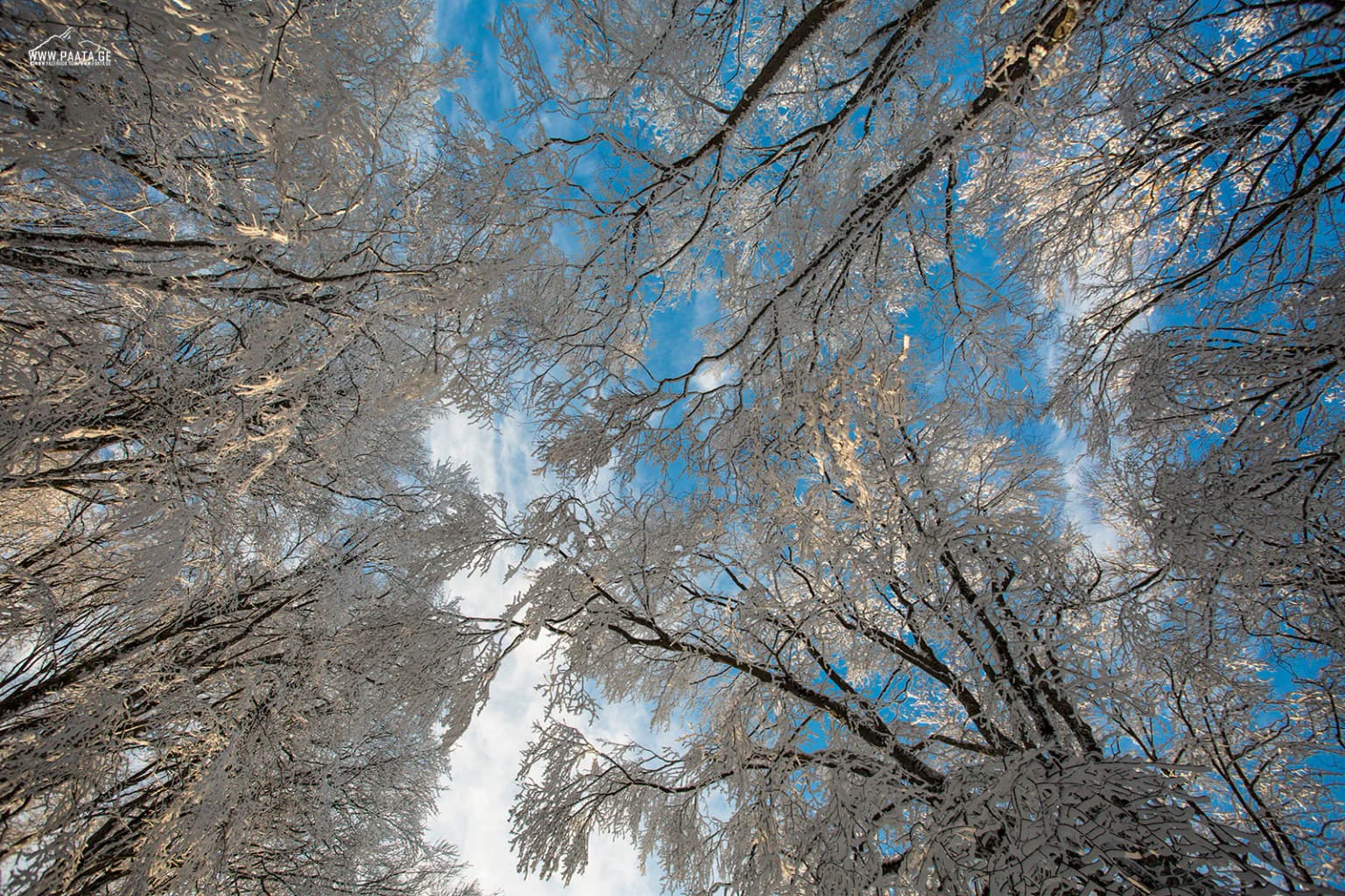 Snow-covered tree branches reaching upward against a blue sky with scattered clouds