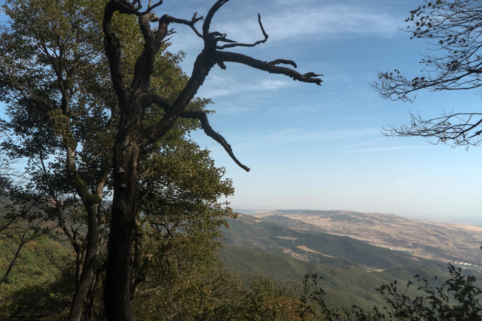 A tall dead tree with twisted branches in the foreground, surrounded by green foliage, overlooking rolling hills and distant mountains under a clear blue sky