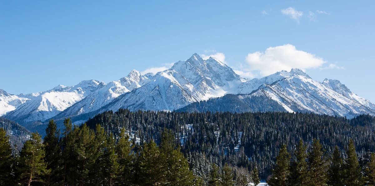 Snow-covered mountain peaks with a dense coniferous forest in the foreground under a clear blue sky