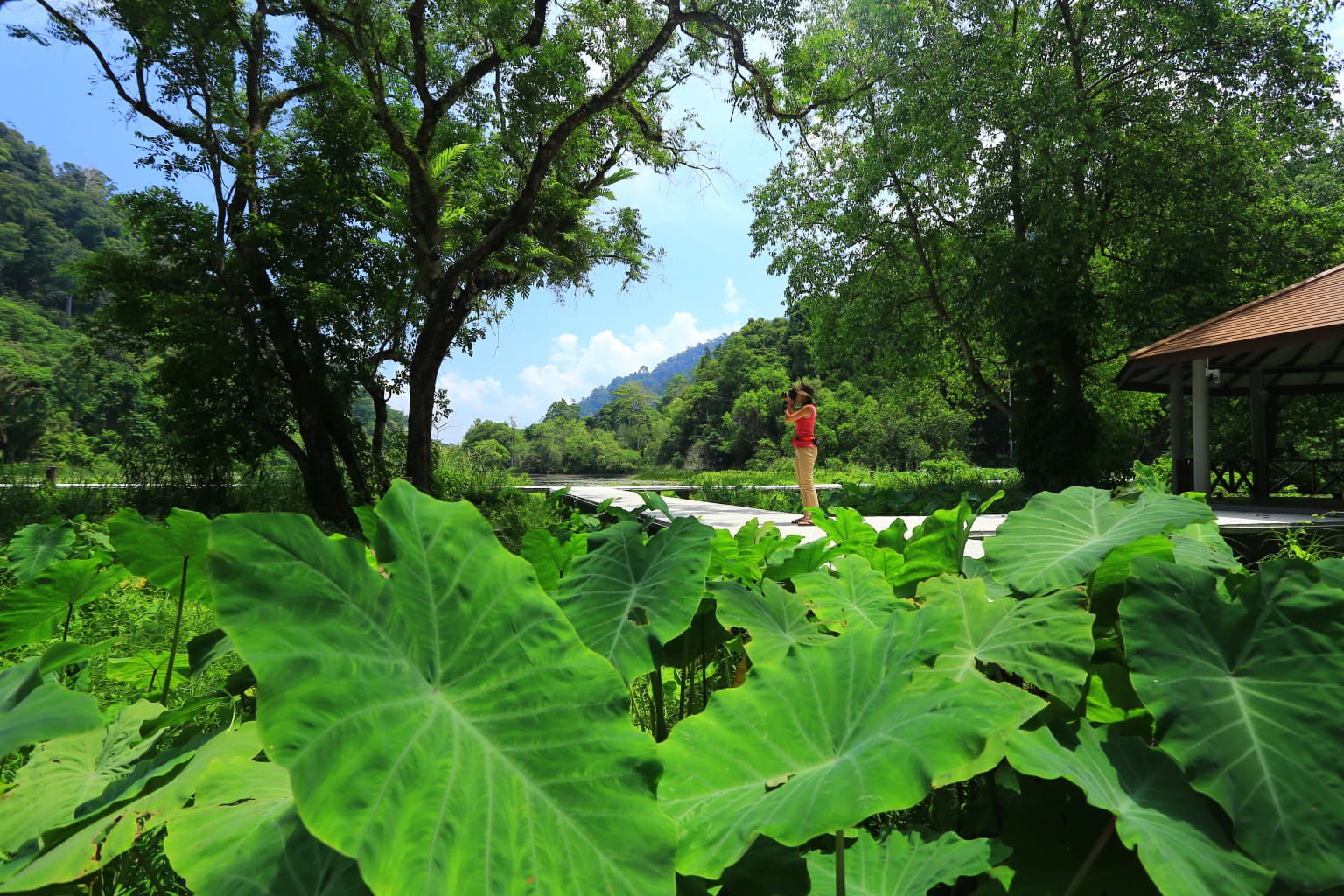Large green leaves in the foreground, a person standing on a path, a pavilion on the right, and forested mountains in the background under a clear blue sky