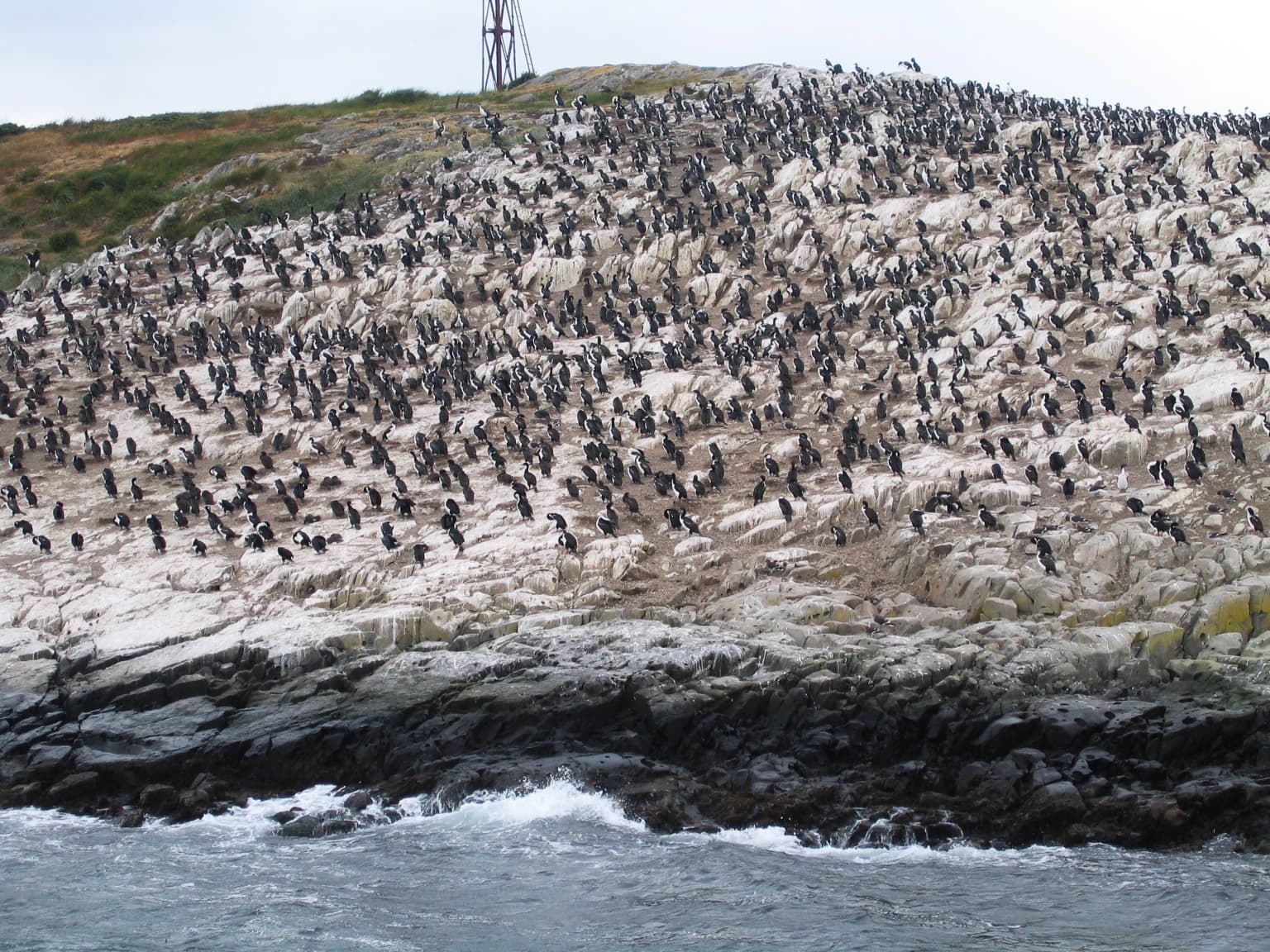 Beagle Channel penguins
