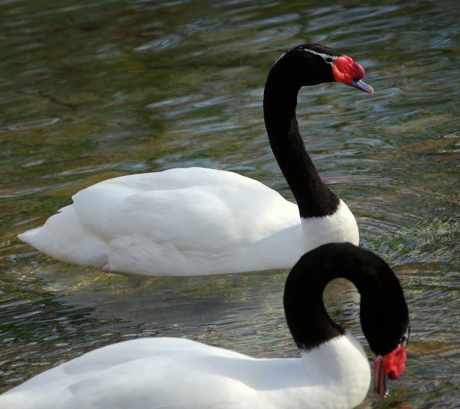 Black Necked Swan.jpg