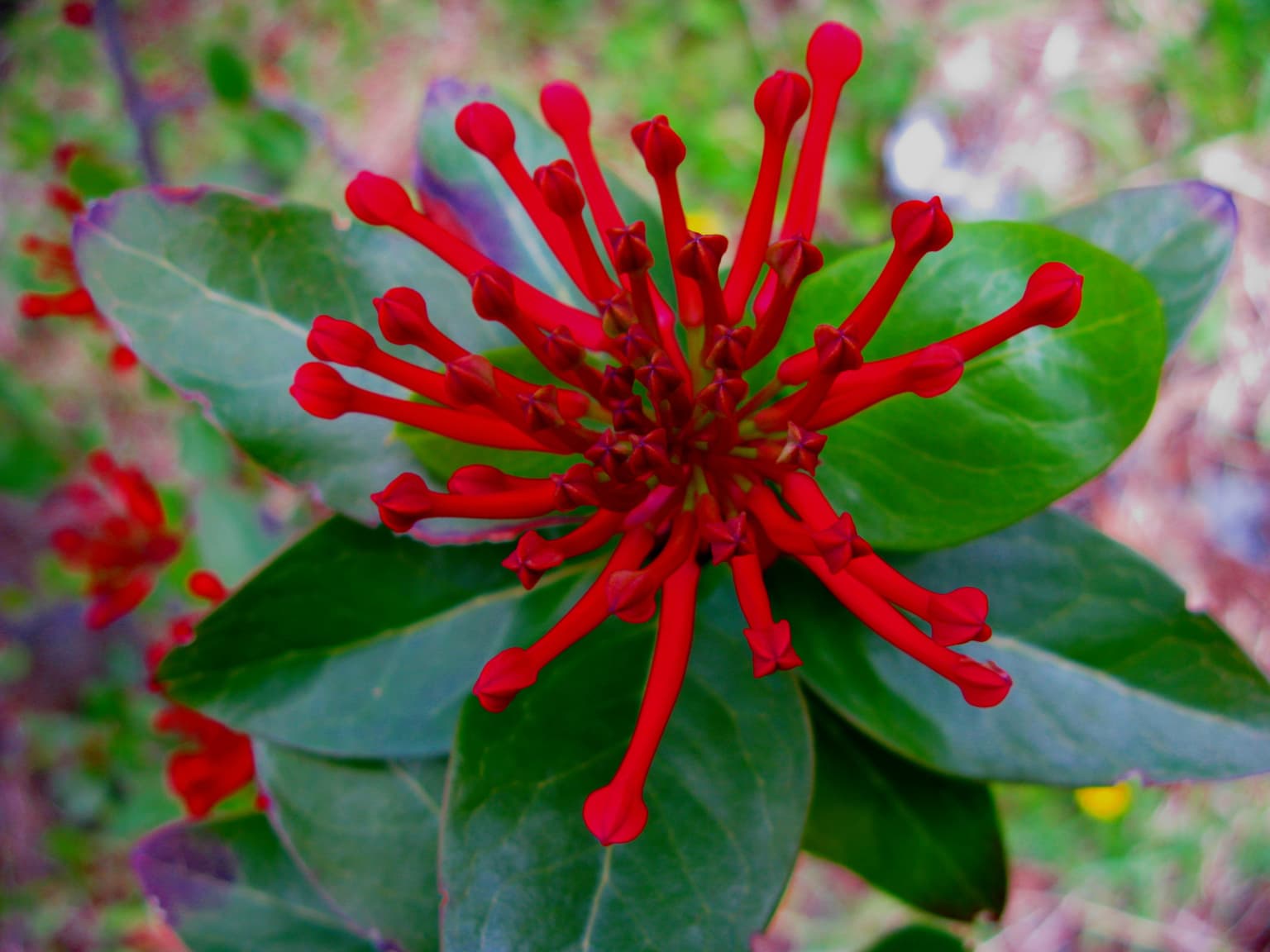 Flor roja de Embothrium coccineum con múltiples estambres y hojas verdes en vista de primer plano.
