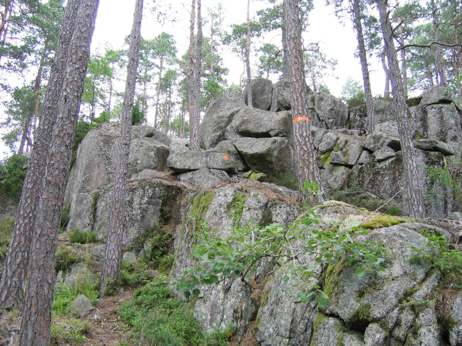 Tall pine trees and large boulders on a forest trail with an orange marker