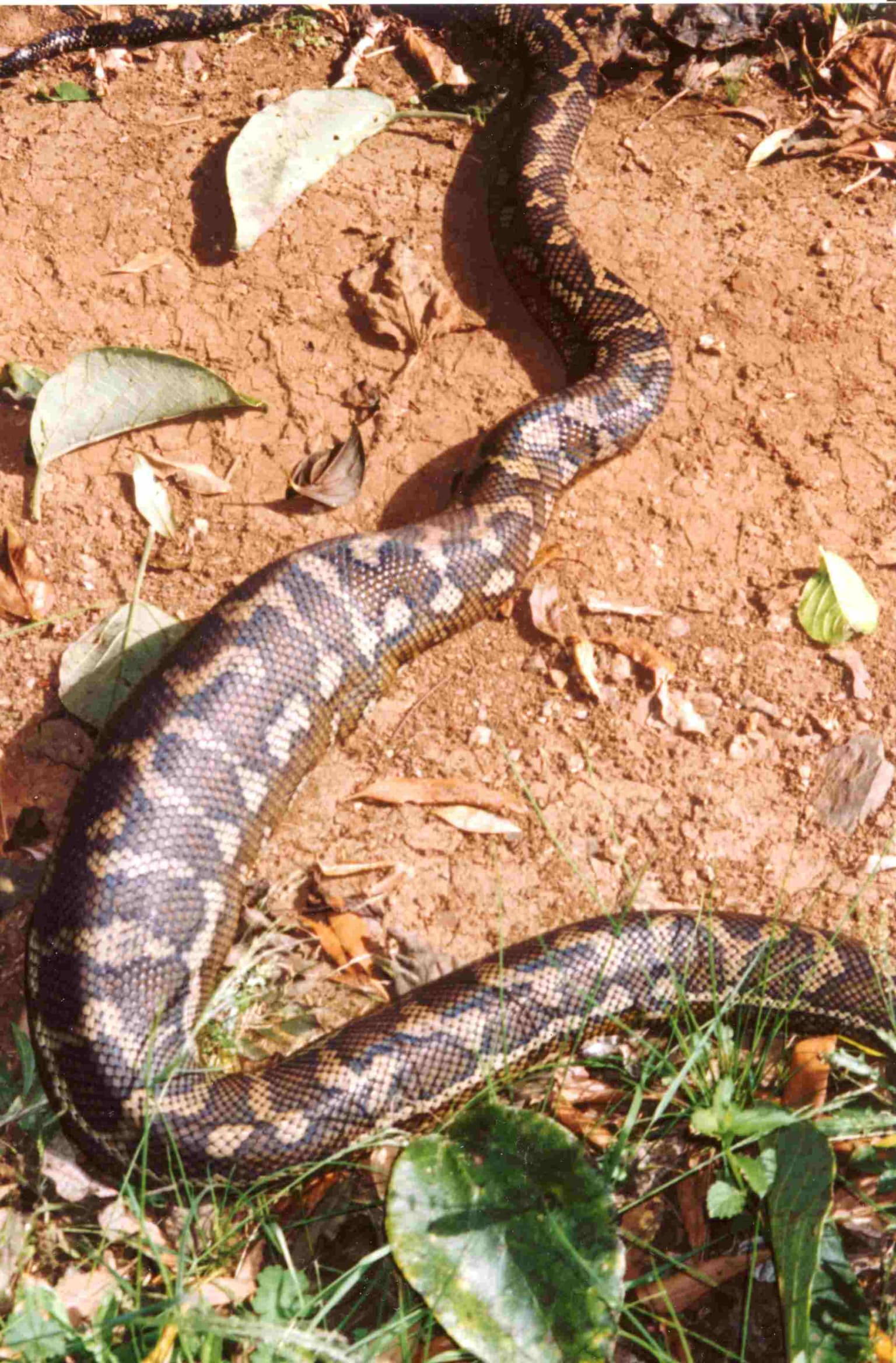 Carpet python with brown and tan pattern on dirt ground with scattered leaves and vegetation