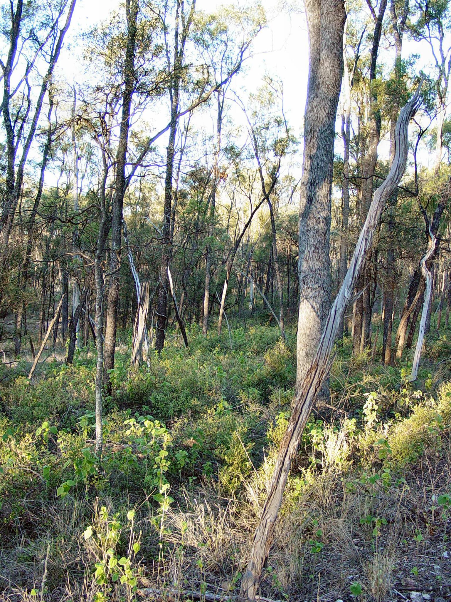 Árboles altos y maleza verde en un entorno forestal natural.
