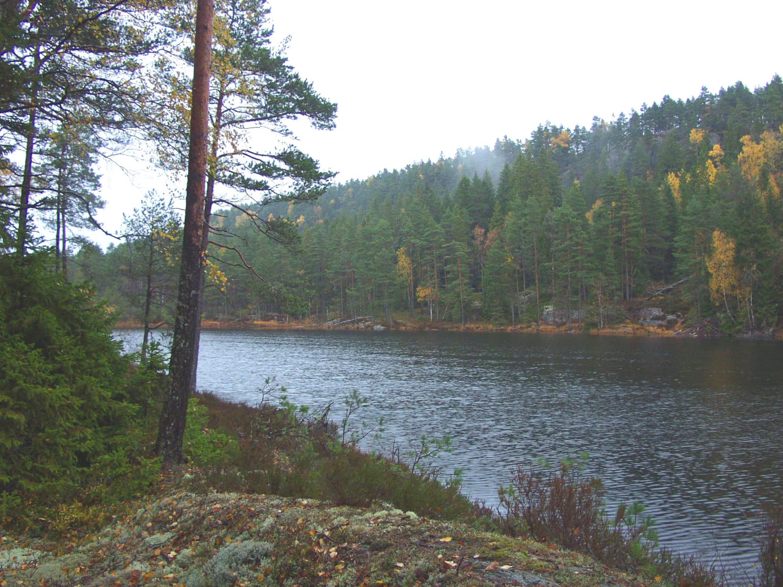 Lake surrounded by tall pine trees and dense forest with autumn foliage