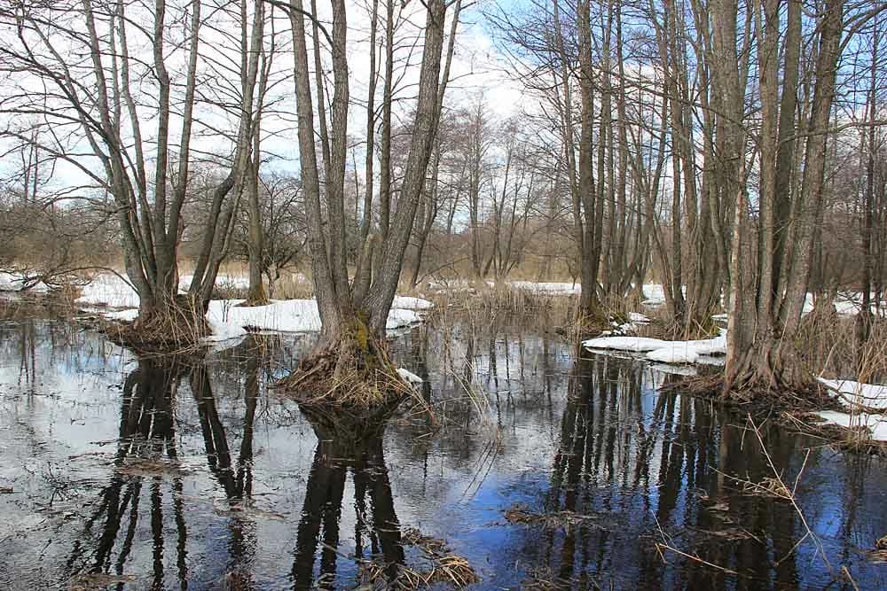 Flooded forest area with tall leafless trees standing in water, showing reflections and patches of snow on the ground