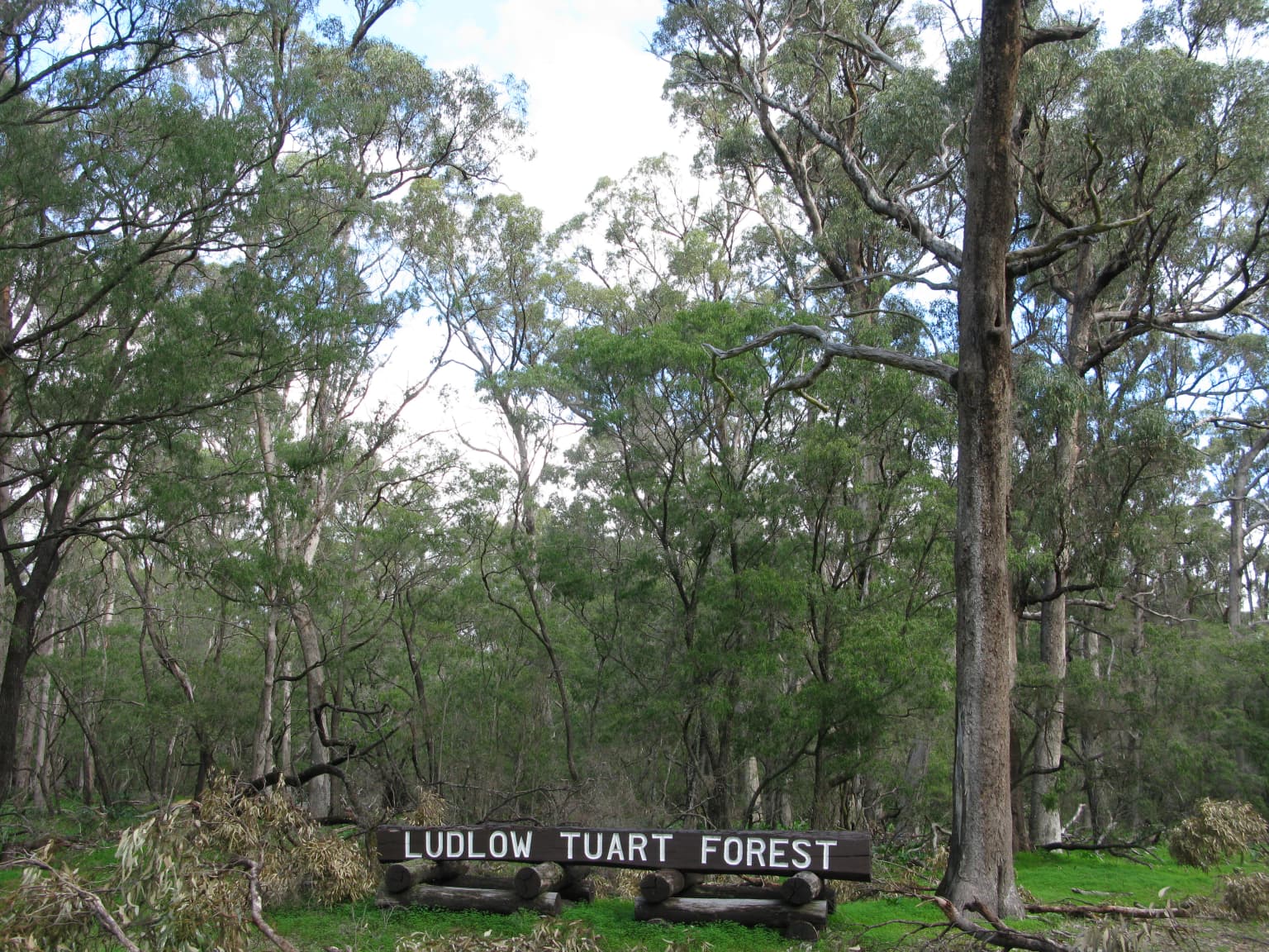 Wooden sign reading 'LUDLOW TUART FOREST' surrounded by tall trees and greenery in a forest setting