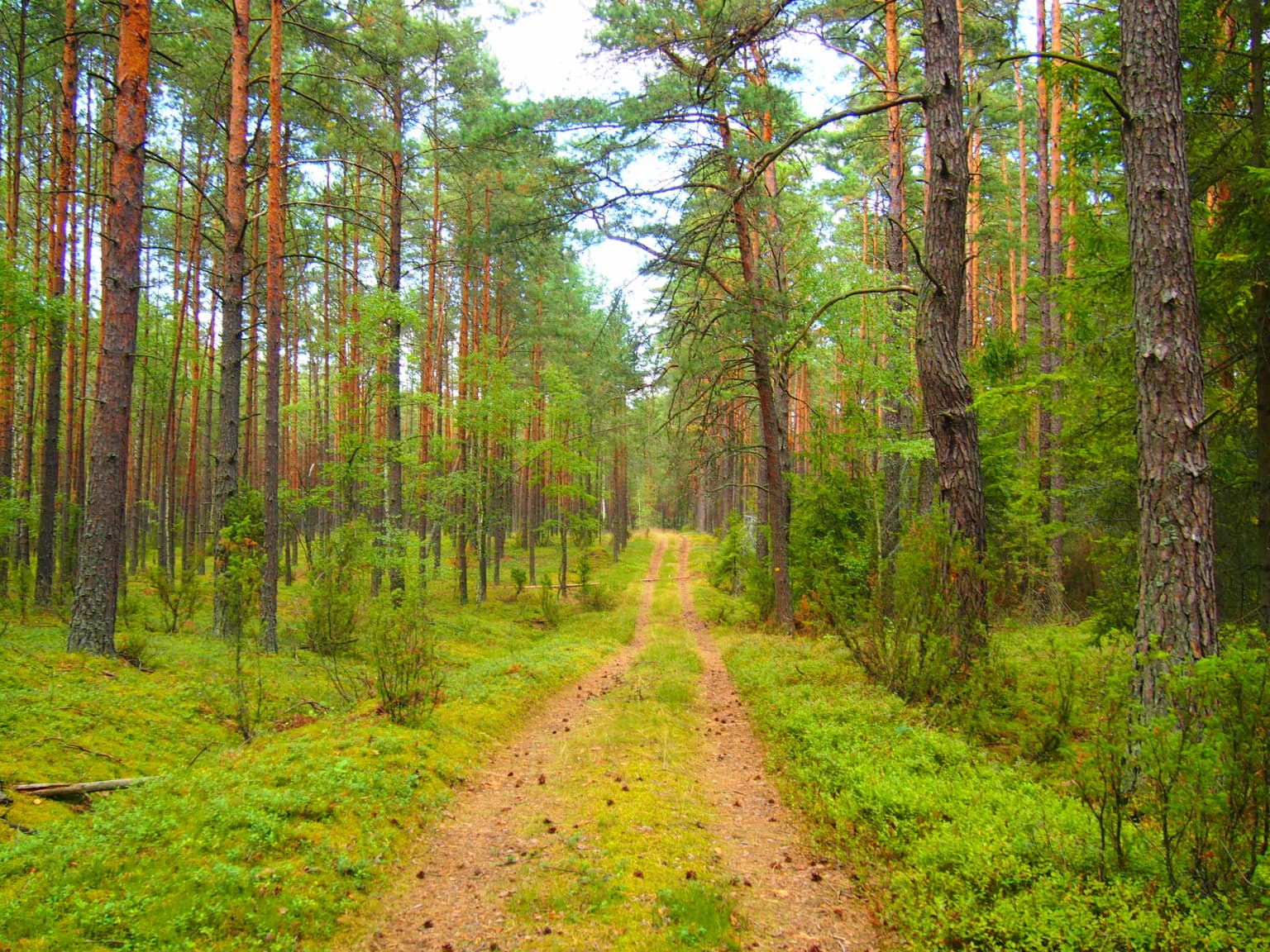 A dirt path through a forest with tall pine trees and green undergrowth