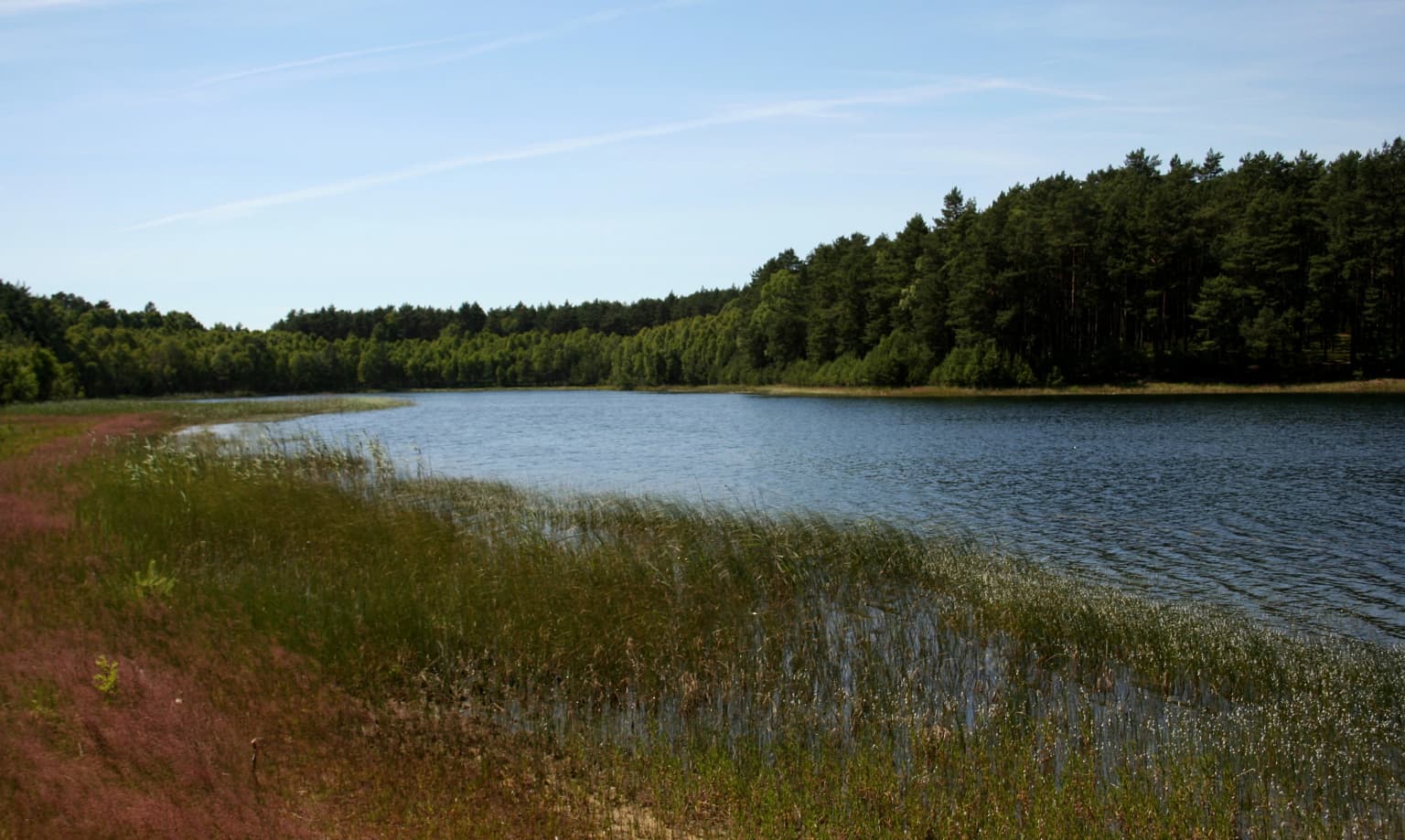 Lake shore with tall grasses and reeds, bordered by a forested area under a clear blue sky