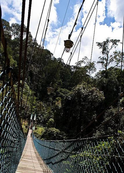 Puente peatonal de madera con barandillas y cables de metal, rodeado de densa selva tropical bajo un cielo parcialmente nublado.