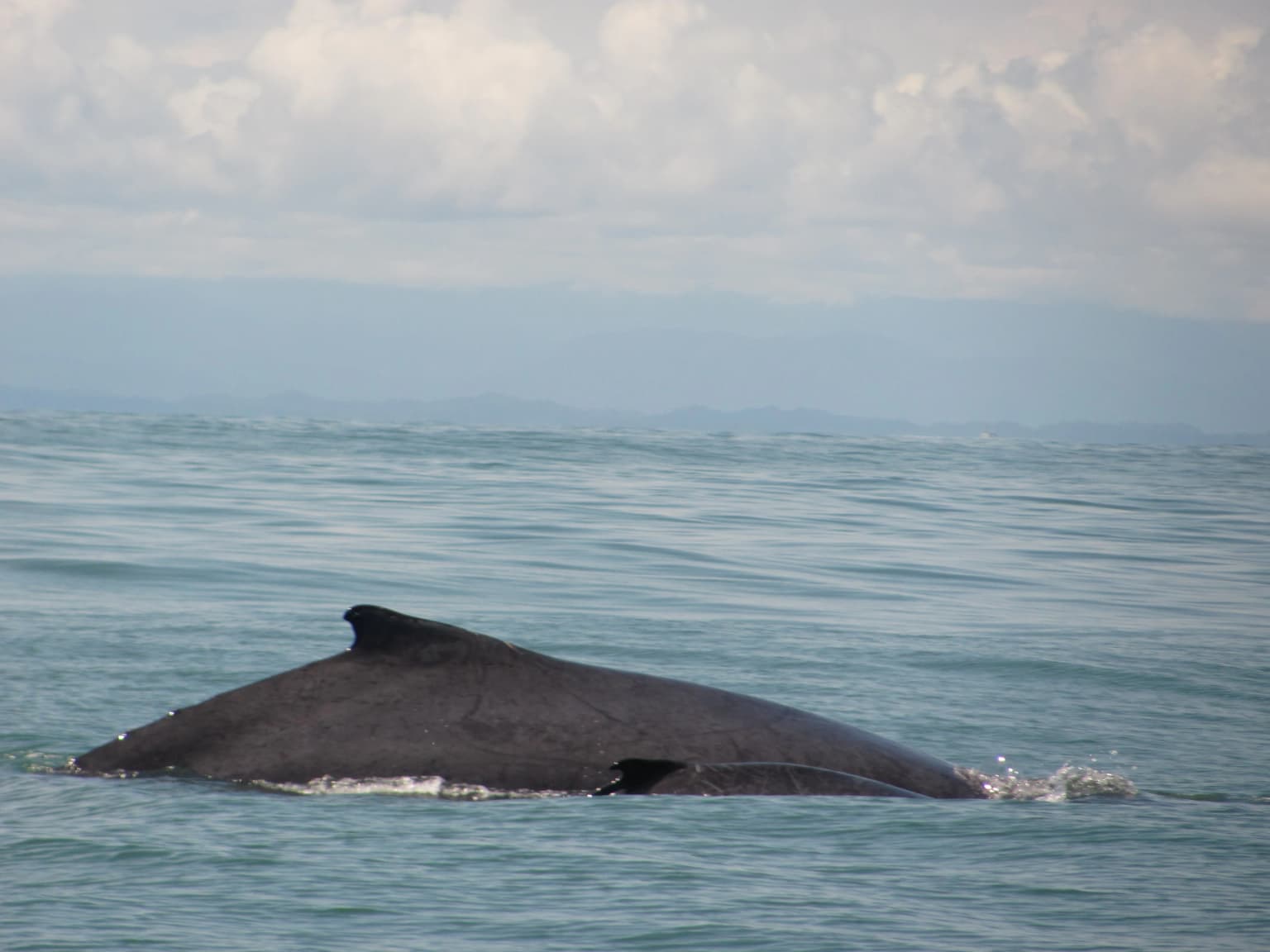 Humpback whale and calf in Bahía Málaga