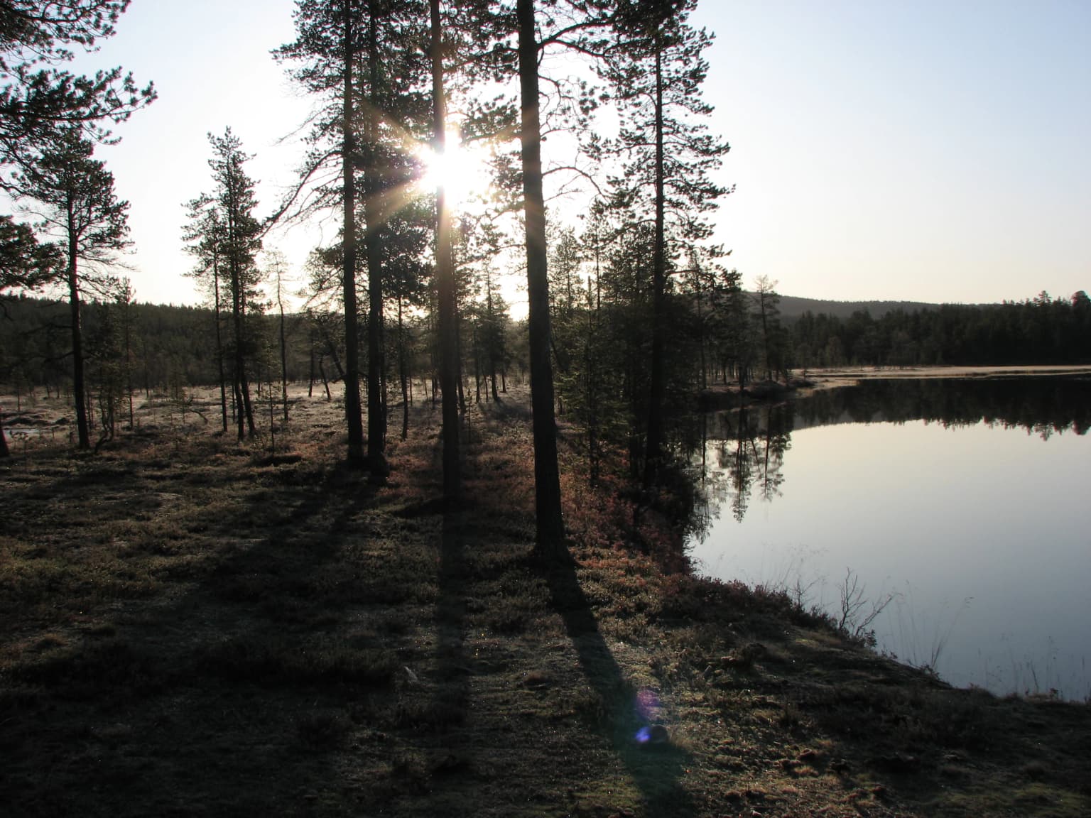 Frozen lake surrounded by pine trees with sunlight filtering through trees, early morning light