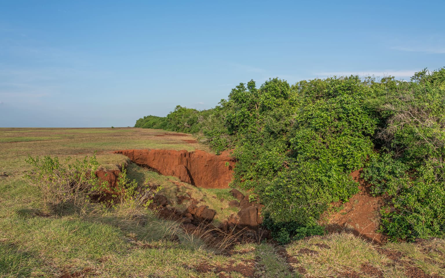 Grassy plain with red clay erosion features and dense green trees under clear blue sky