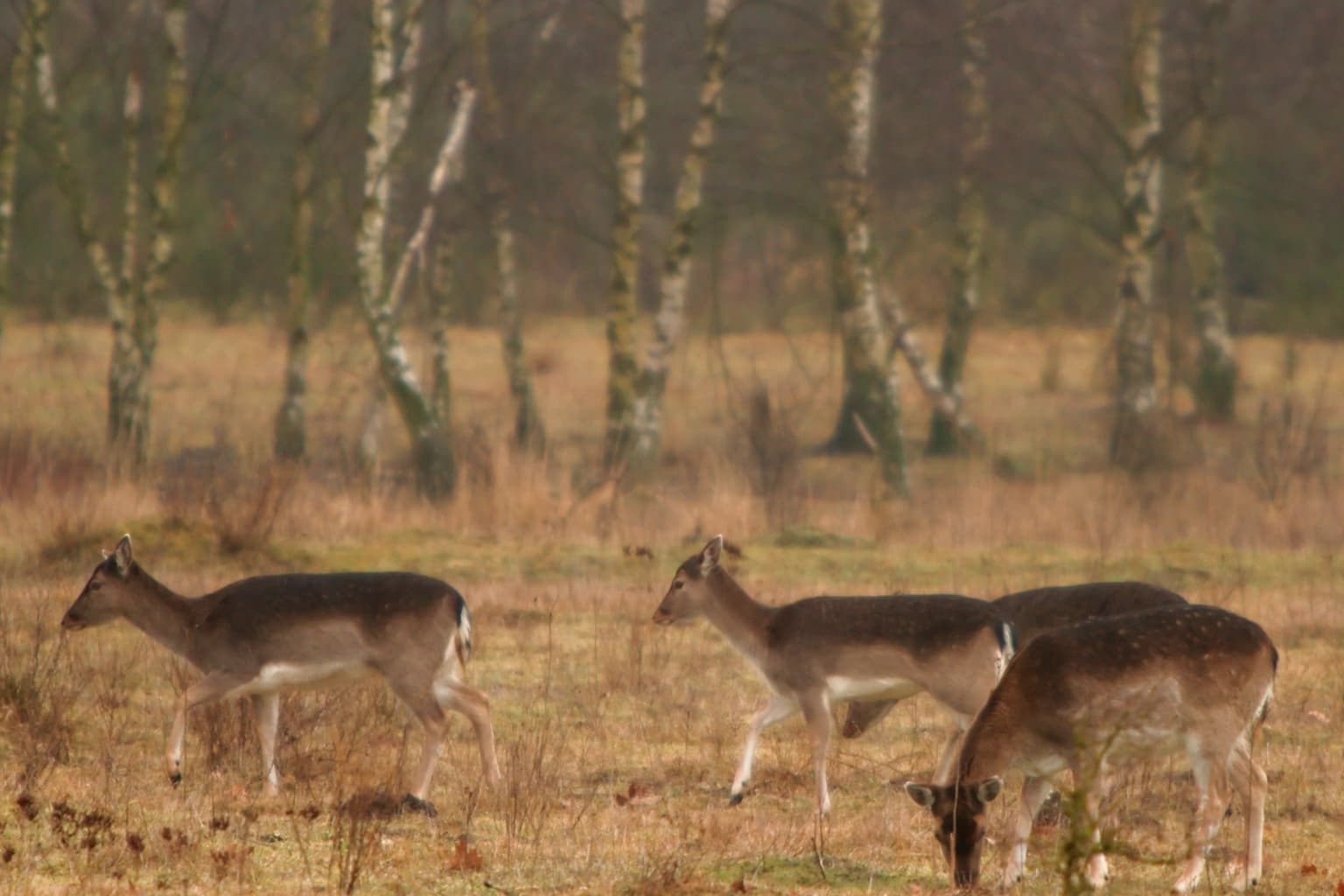 Three deer walking in a grassy field with sparse trees in the background