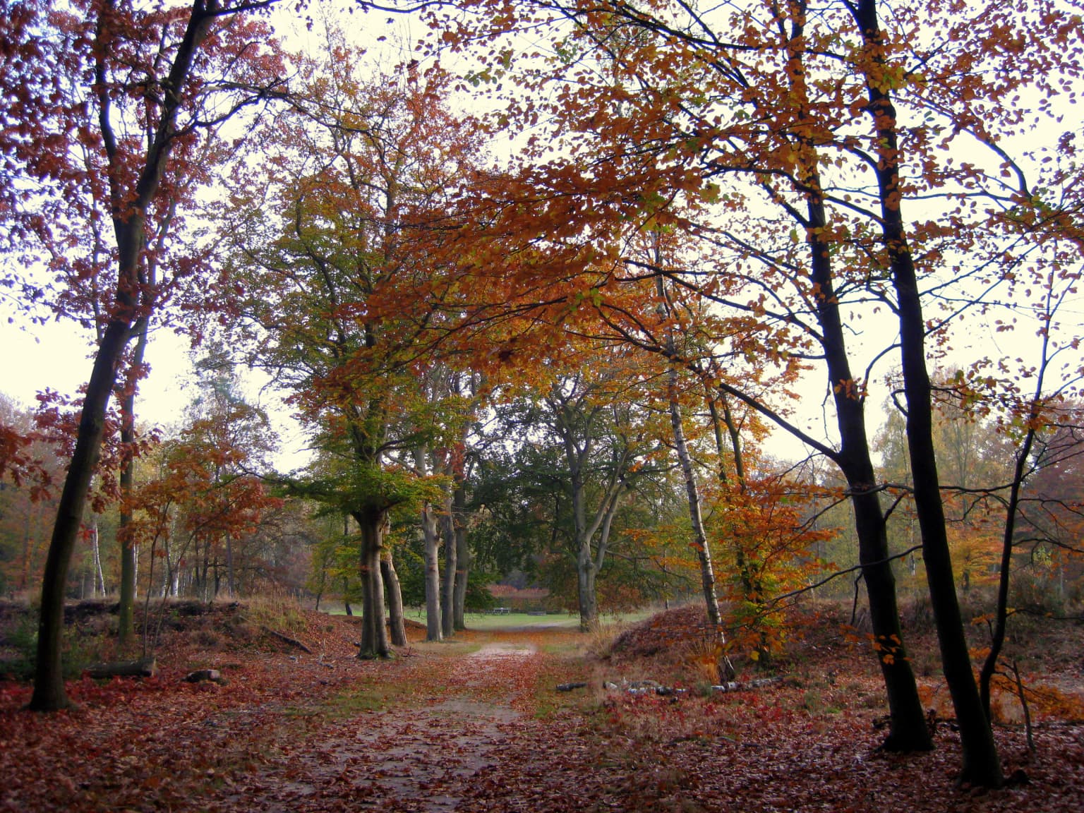 A forest path lined with trees displaying autumn foliage, covered with fallen brown and orange leaves, leading into the distance under an overcast sky