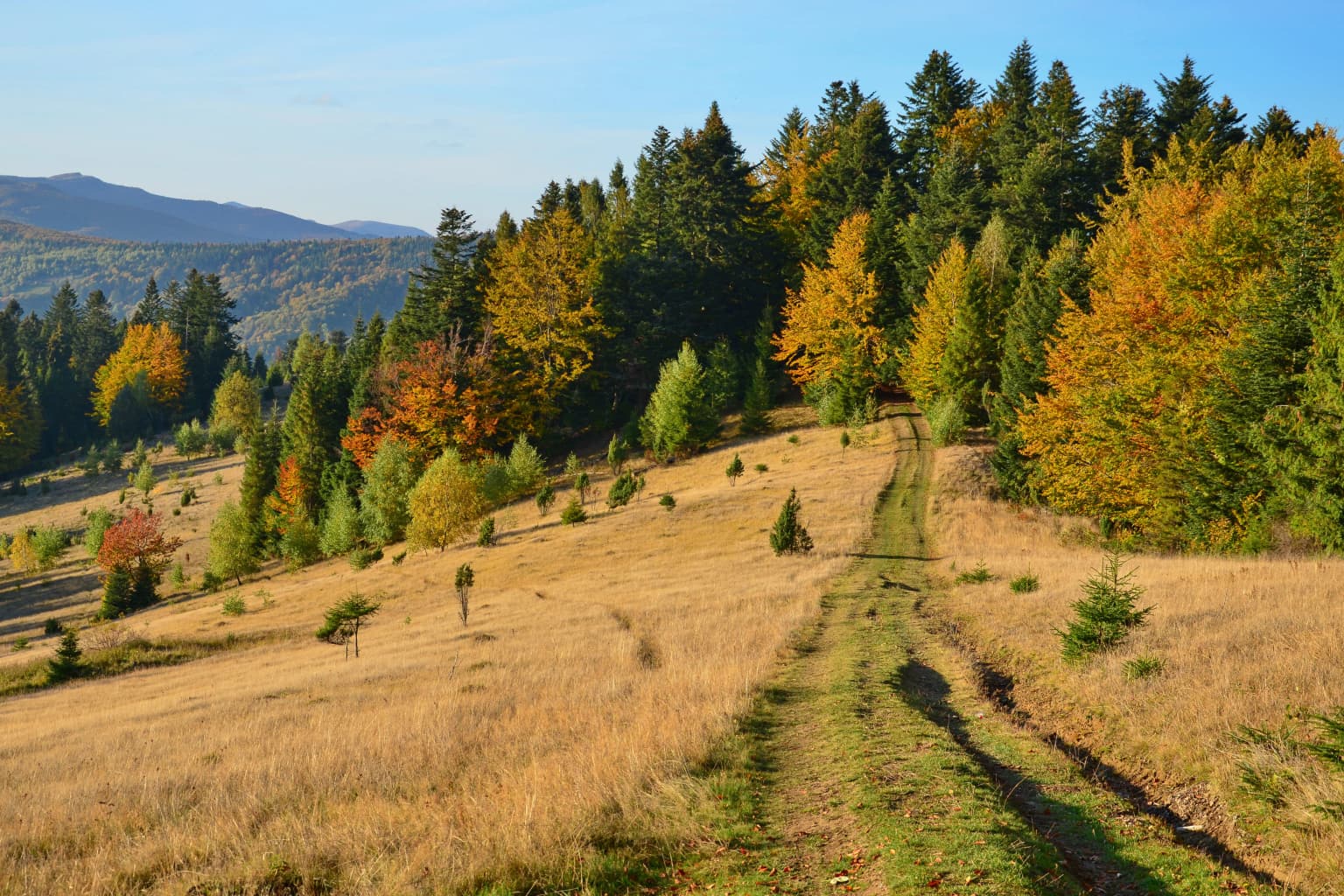 A grassy trail winding through a forested hillside with autumn-colored trees and distant mountains under a clear blue sky