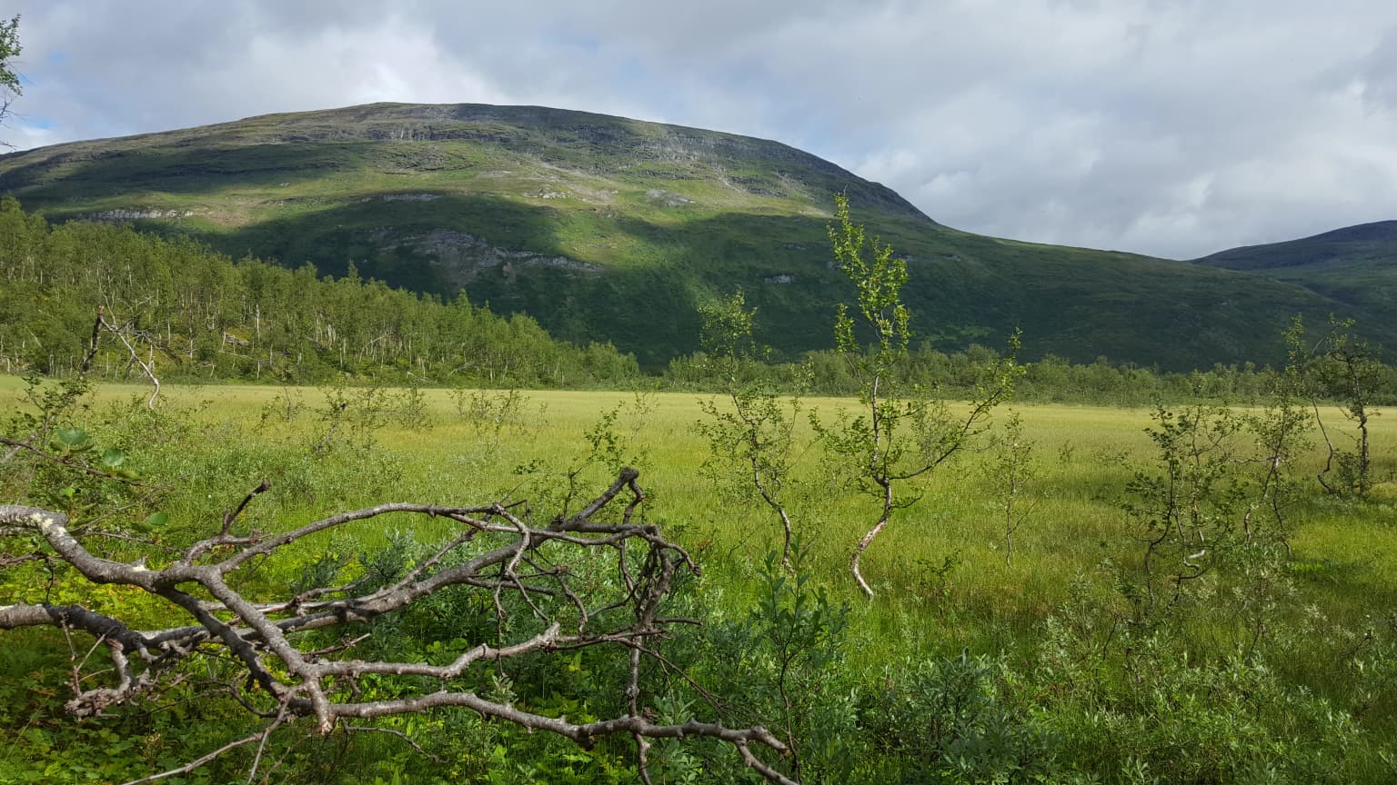 Green marshland field with scattered trees, fallen branches in foreground, and mountain ridge under partly cloudy sky