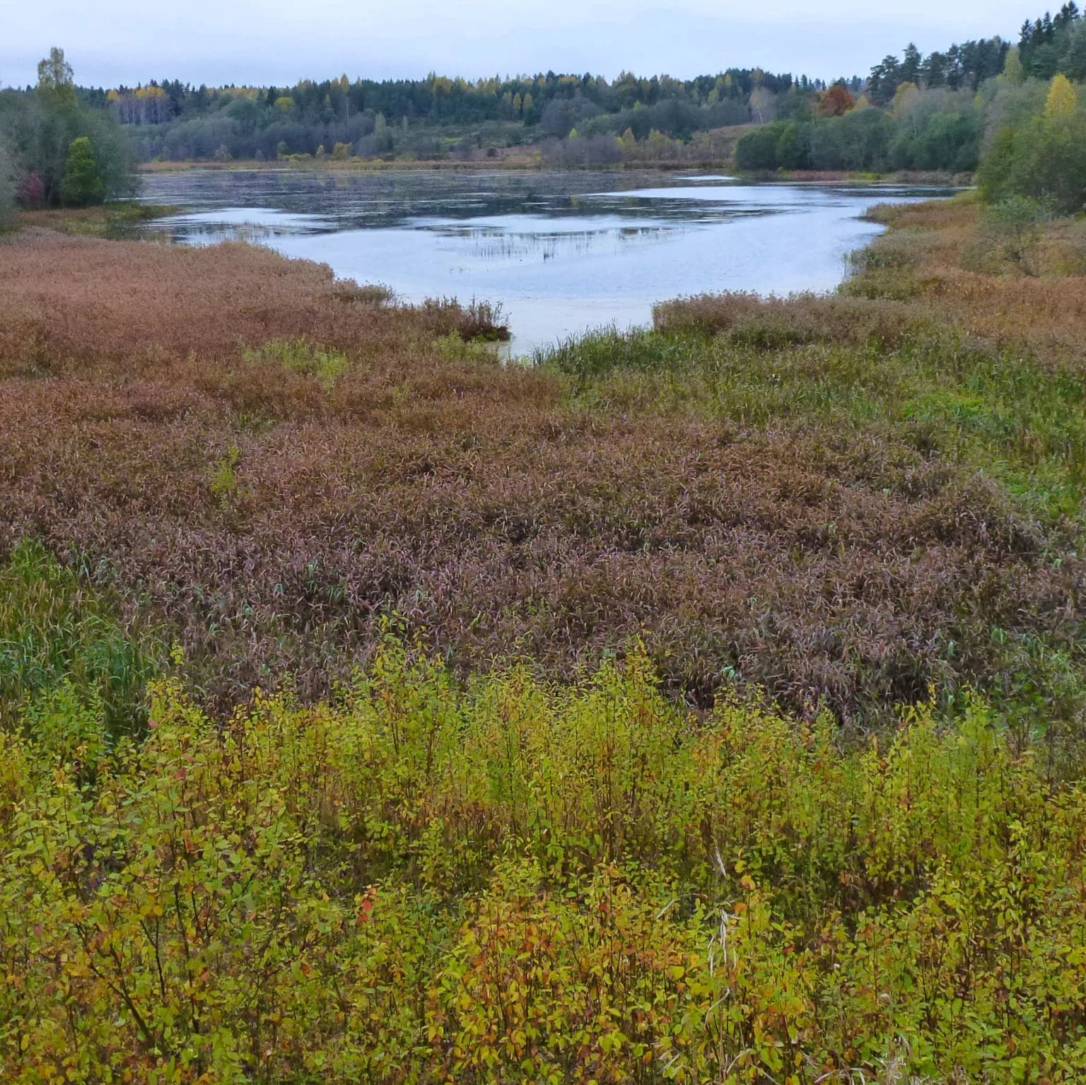 Lake Uzhin in Valdaysky National Park, showing a body of water surrounded by marshy vegetation with forested hills in the background