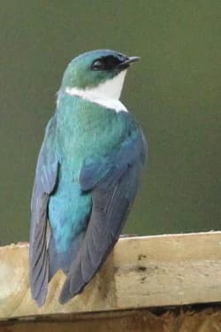 Pájaro pequeño de plumaje iridiscente azul verdoso y garganta blanca posado sobre una estructura de madera