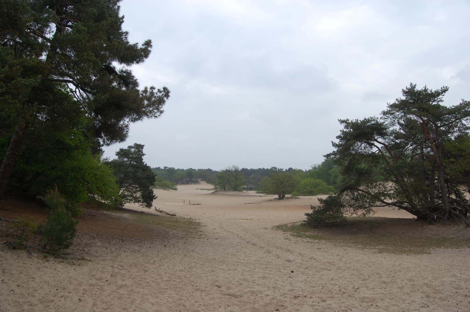 Sandy dune landscape with scattered pine trees and sparse vegetation under an overcast sky