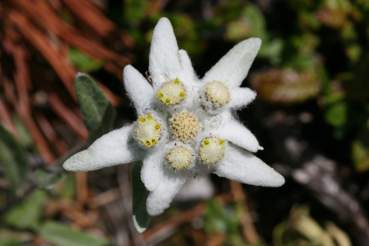 White Edelweiss flower with yellow centers, surrounded by green leaves and brown pine needles