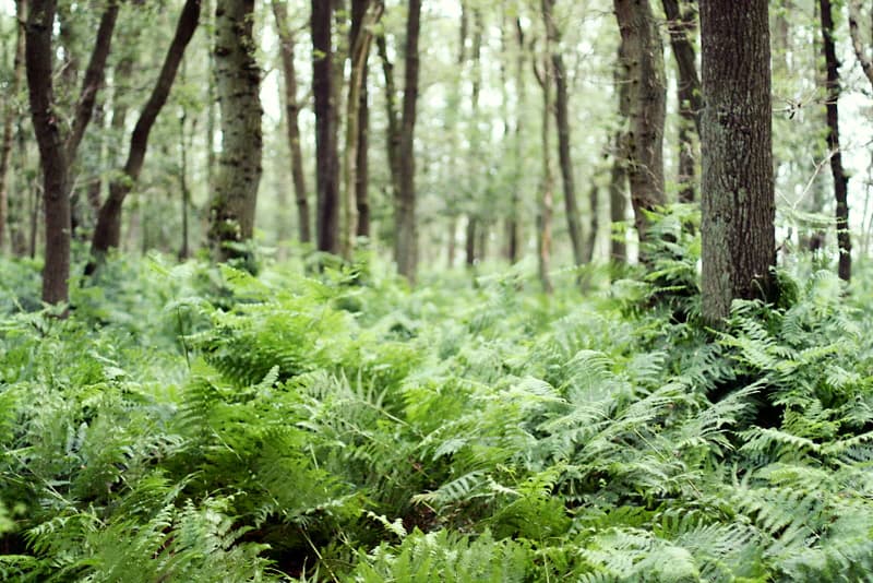 Green ferns growing on forest floor with trees in background