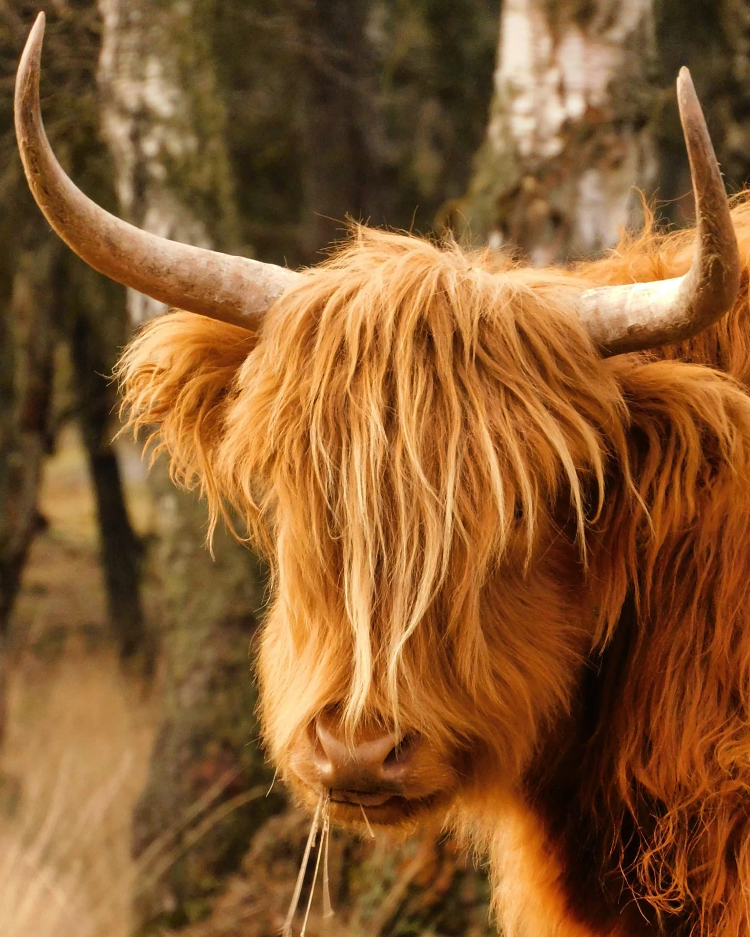 A Highland cattle with long shaggy brown fur and large curved horns standing in a forested area with trees in the background