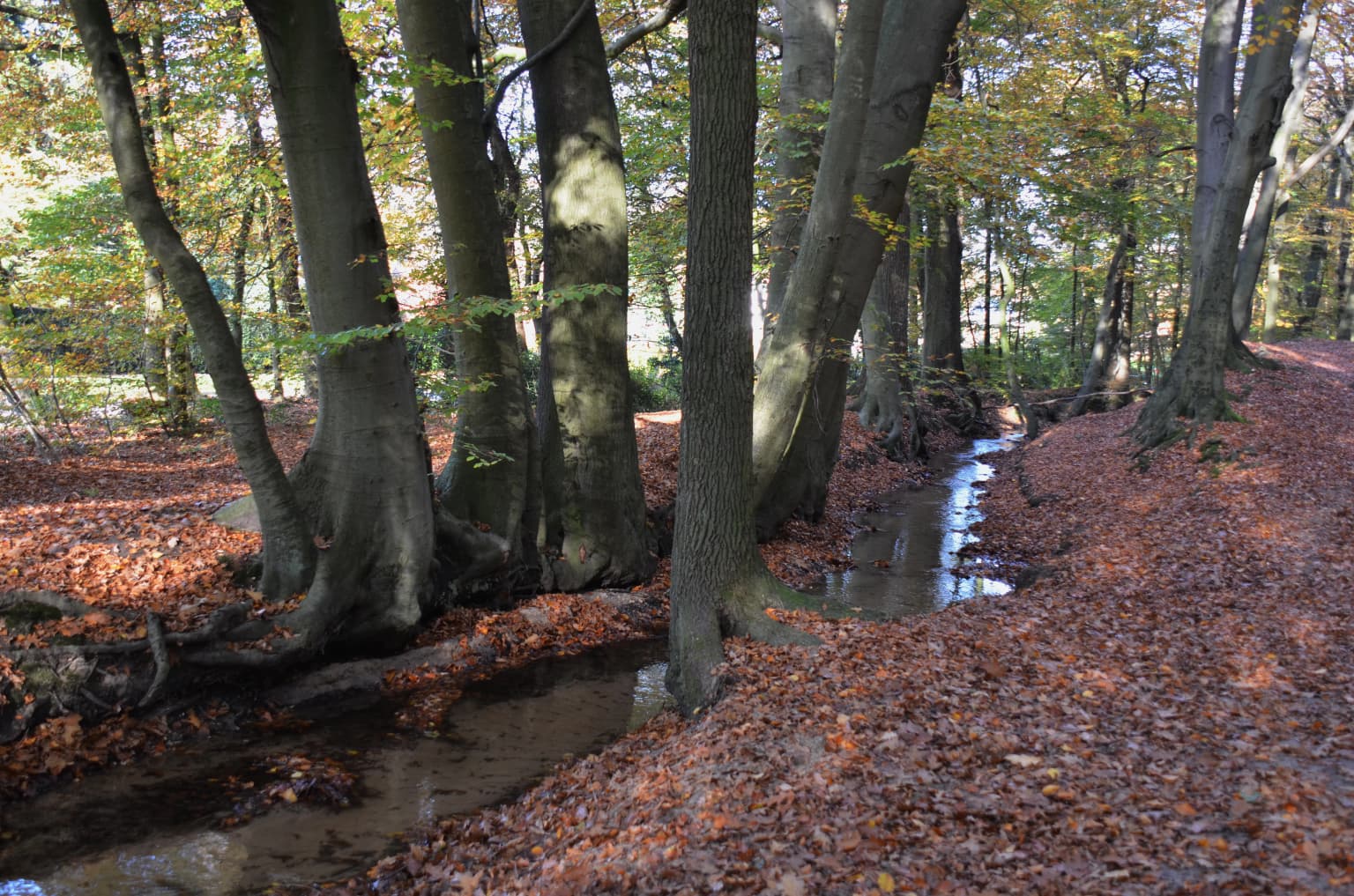 Beech trees with autumn leaves surrounding a shallow stream in a forested area