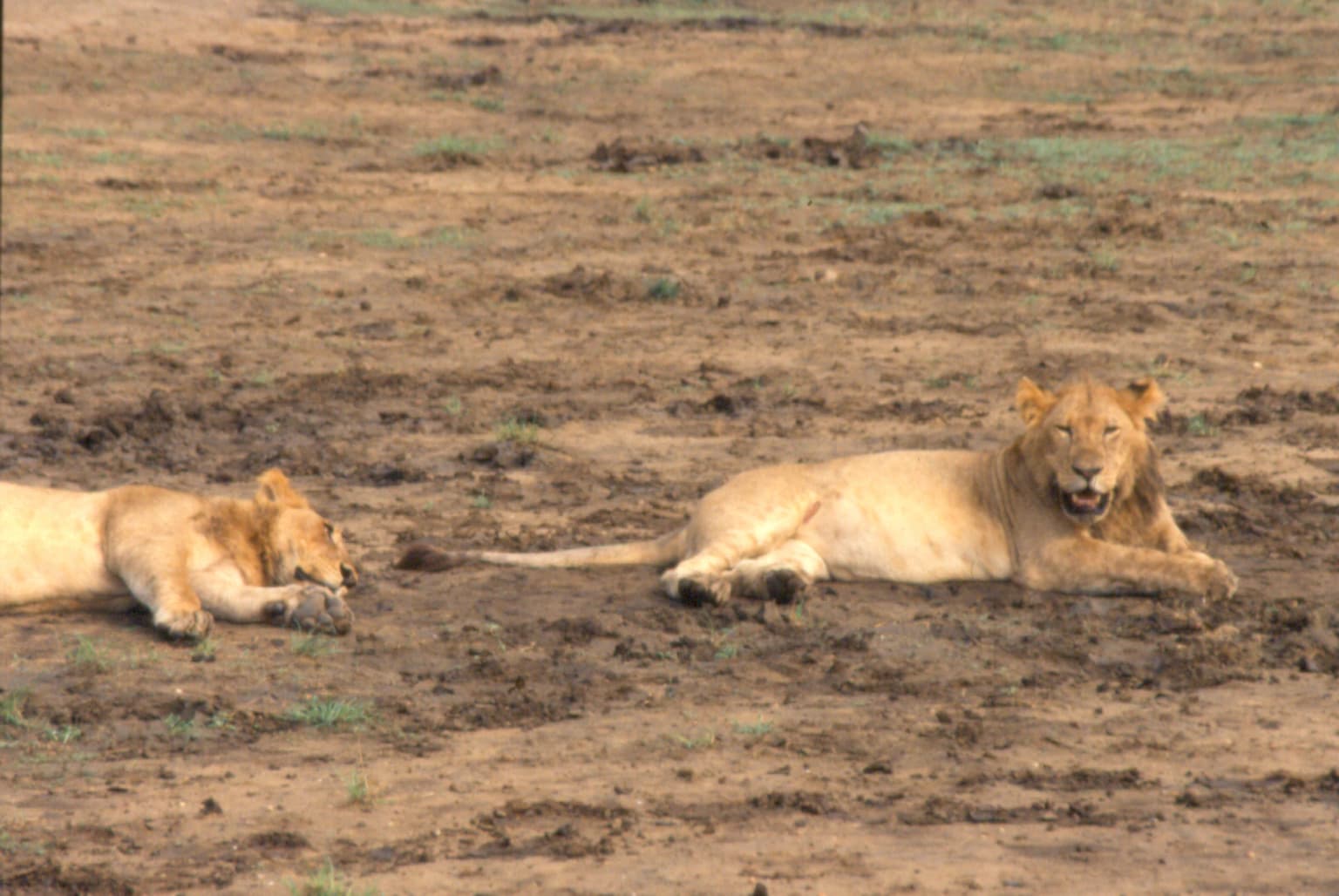 Two lions lying on the ground in a grassy plain