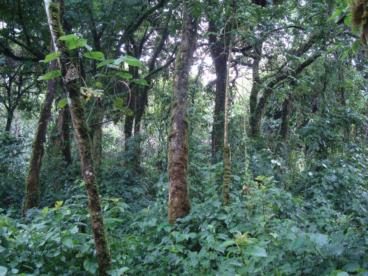 Árboles altos y follaje verde denso en una zona boscosa