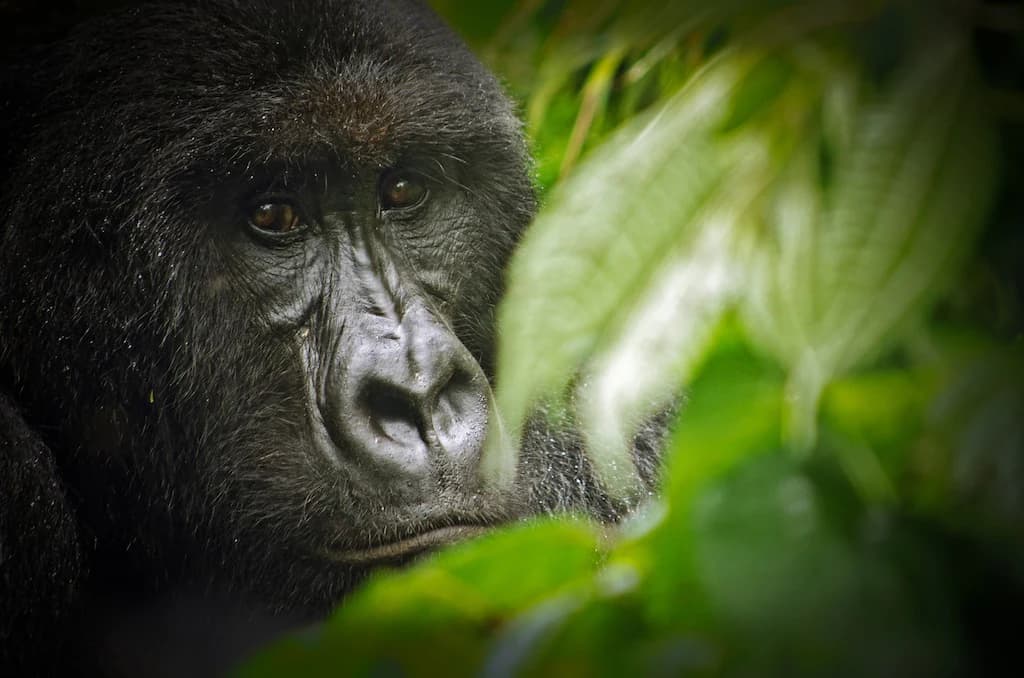 Primer plano de la cara de un gorila entre hojas verdes