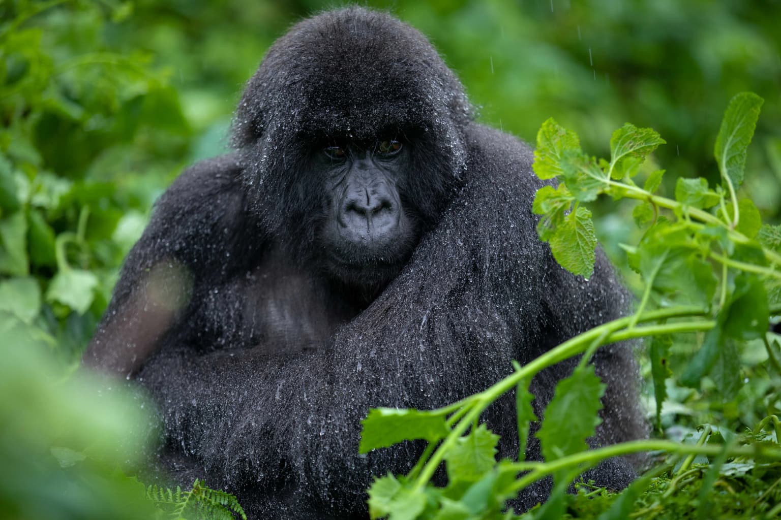 Mountain gorilla with wet fur sitting among dense green foliage