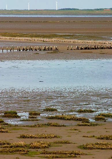 Wide landscape view of the Wadden Sea with tidal flats, shallow water, patches of vegetation, and a distant dam structure under a clear sky