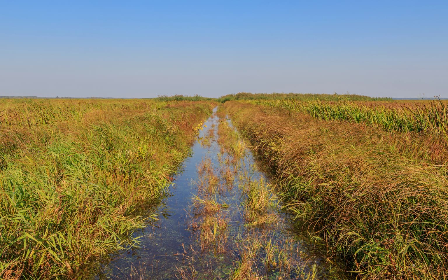 A narrow water channel flowing through tall reeds and grasses under a clear blue sky