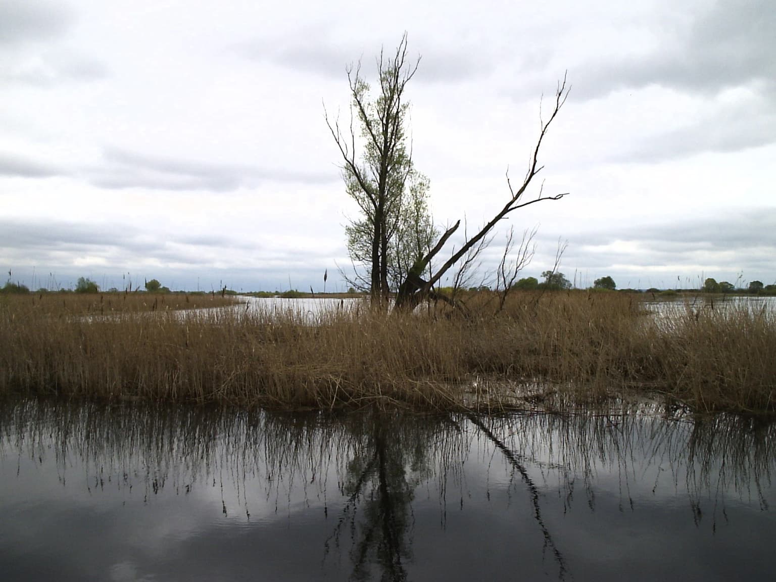 Wetland area with tall reeds, calm water reflecting a leafless tree under overcast sky