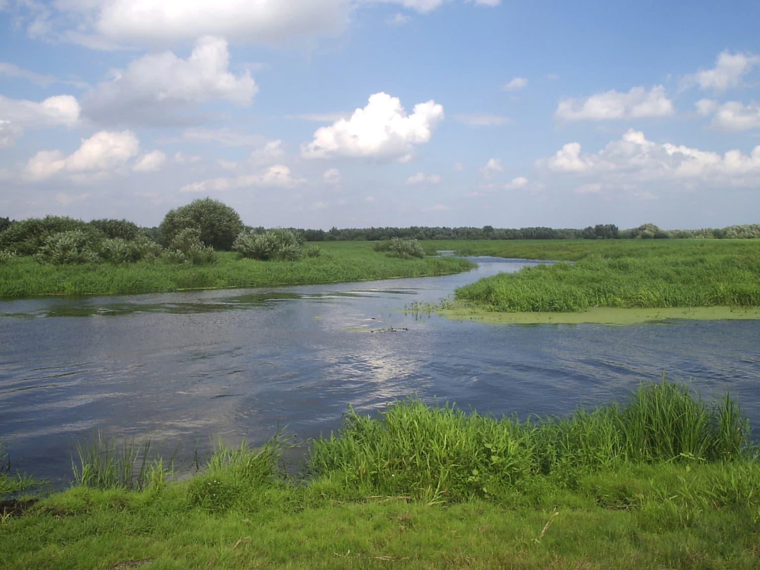 Wide view of a river flowing through lush green wetlands with scattered trees under a partly cloudy sky