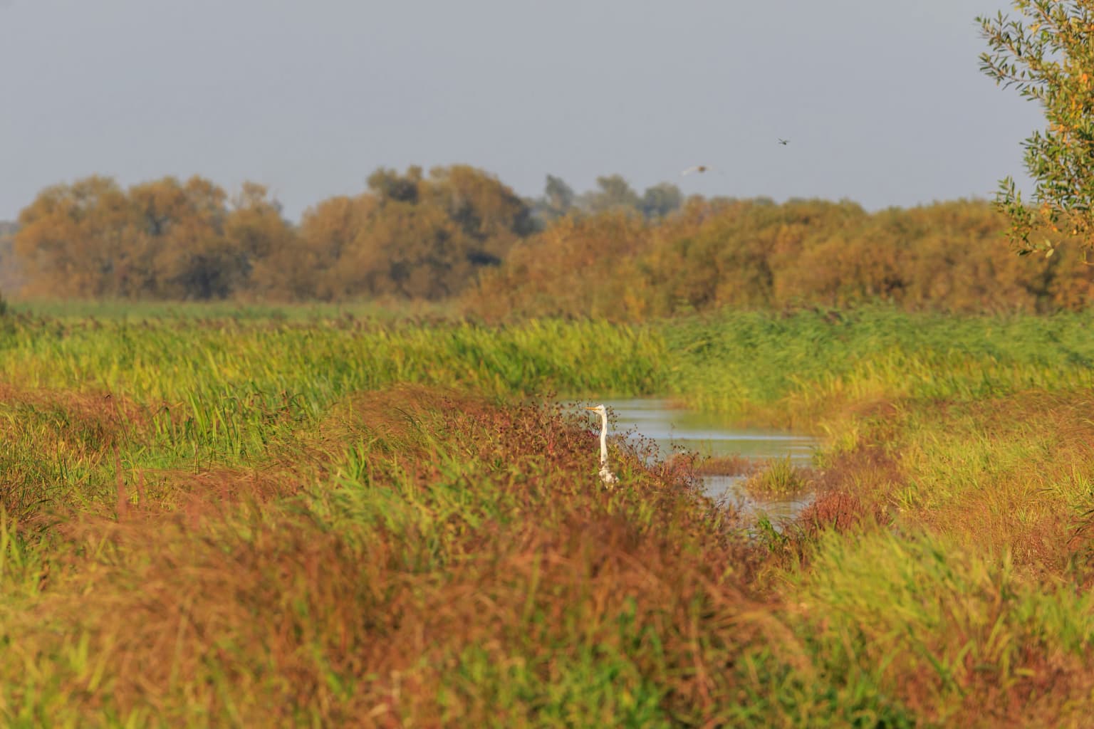 Tall reeds and grasses in a wetland area with a narrow water channel, surrounded by trees in the background