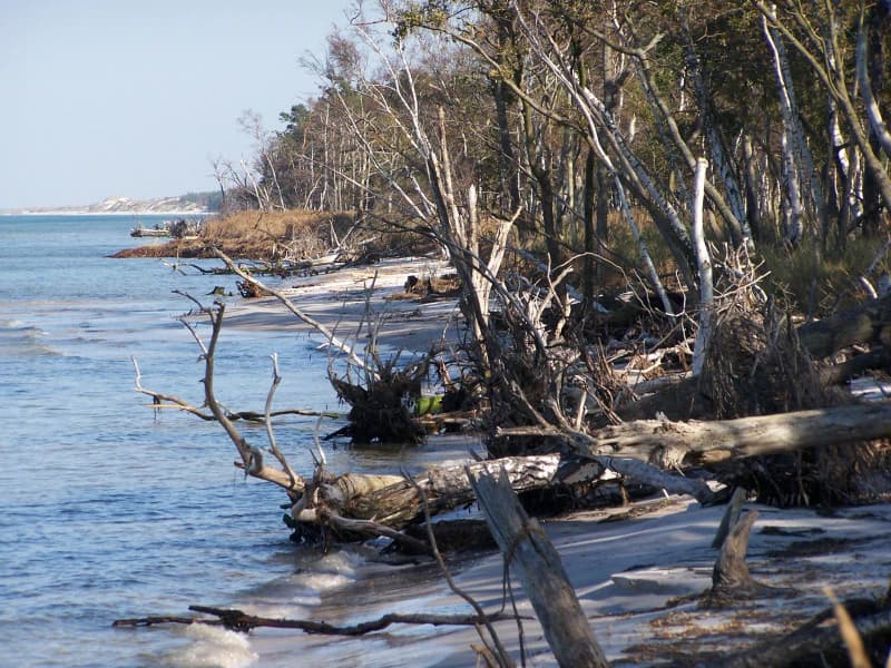 Coastal scene with shallow blue water, sandy beach with driftwood logs, and forest edge with bare and leafy trees