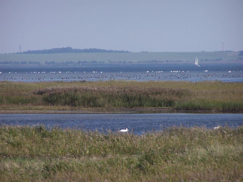 A wide view of a lagoon with tall reeds in the foreground, open water in the middle ground, and distant birds on the horizon under a clear sky