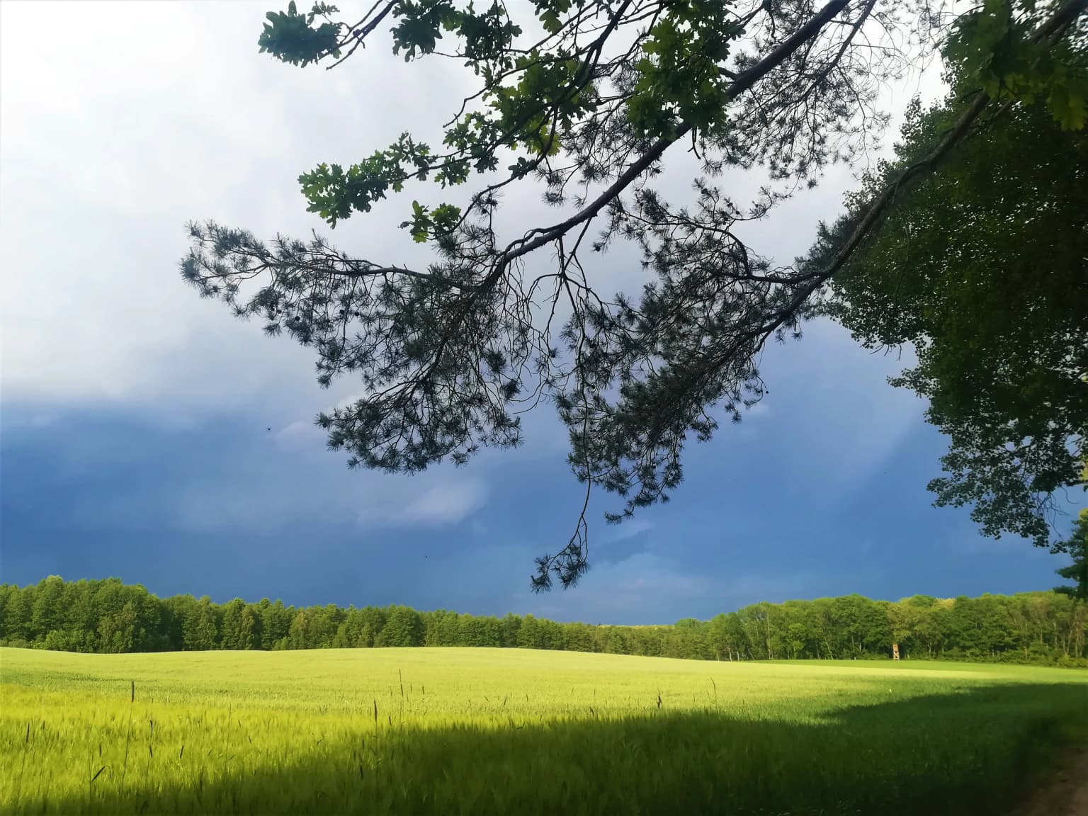 Grassy field with trees in the background under a partly cloudy sky