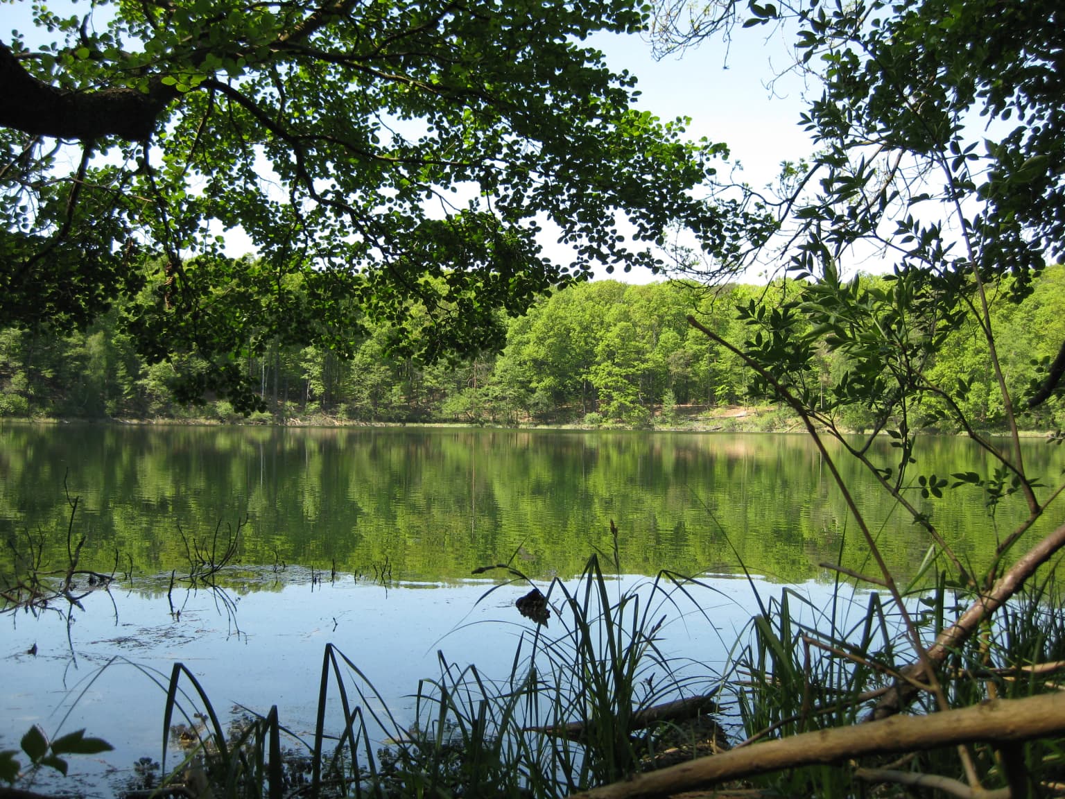 Calm lake surrounded by lush green trees and vegetation with reflections in the water
