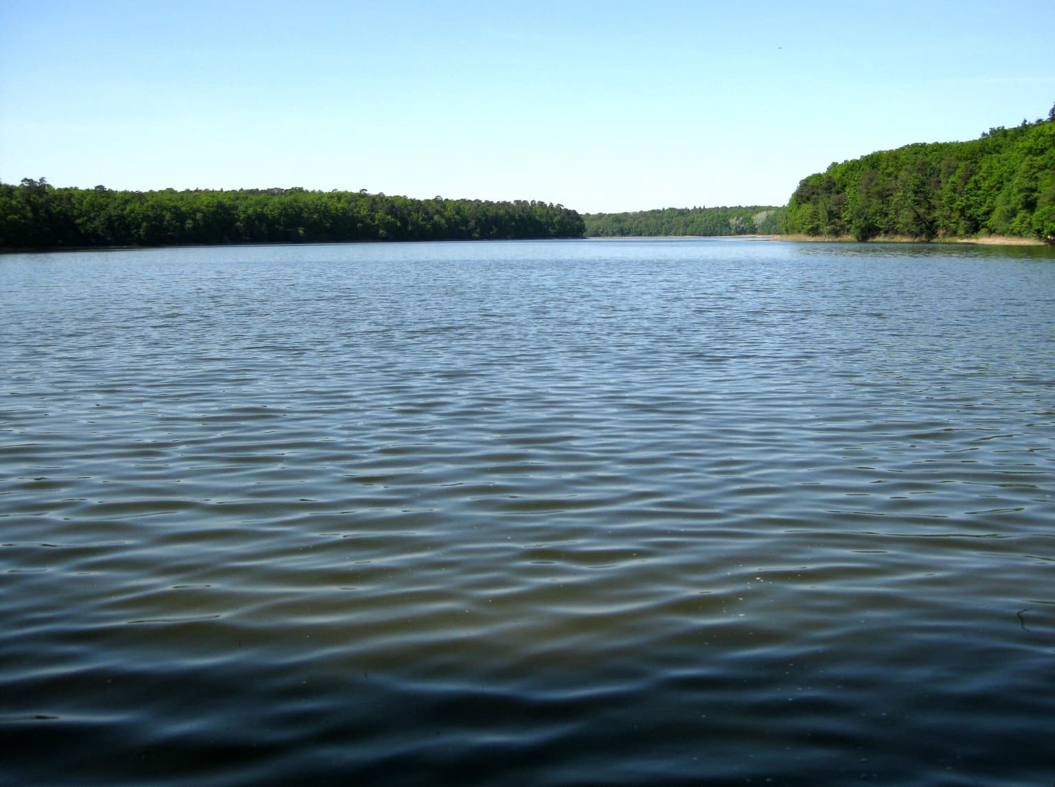 Calm lake with gentle ripples surrounded by dense green forest under clear blue sky