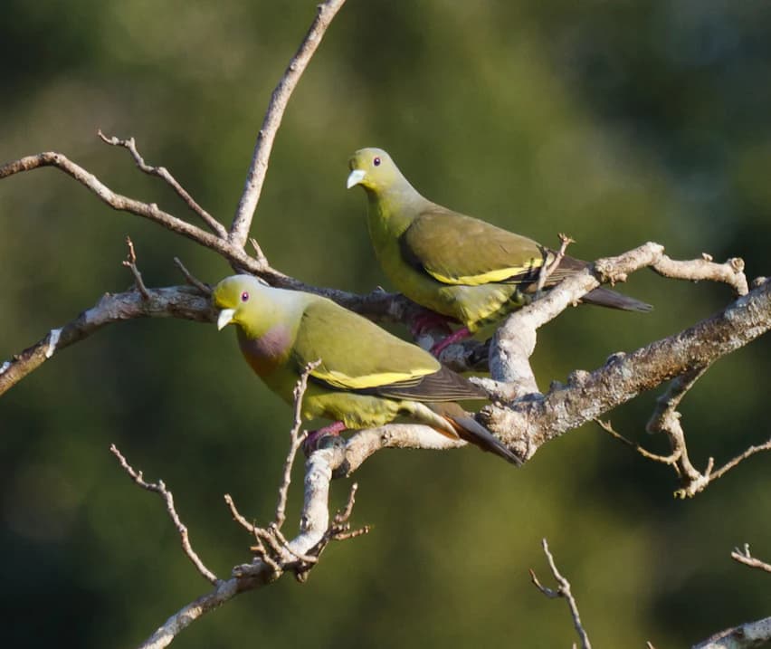 Dos pájaros con plumaje verde y amarillo posados en una rama
