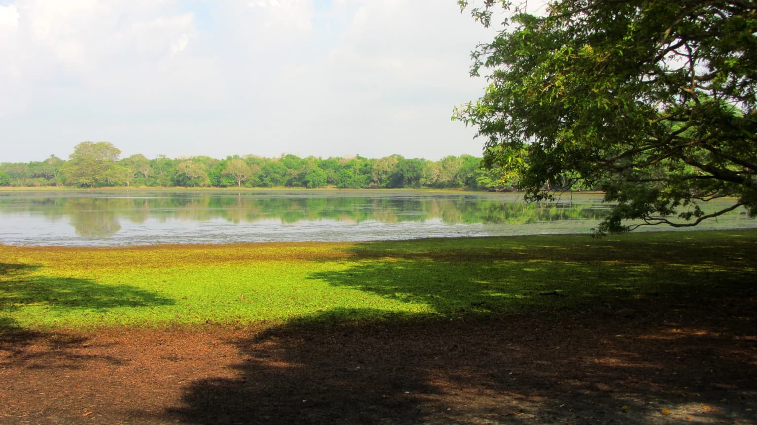 Lago natural rodeado de césped verde y árboles con fondo boscoso