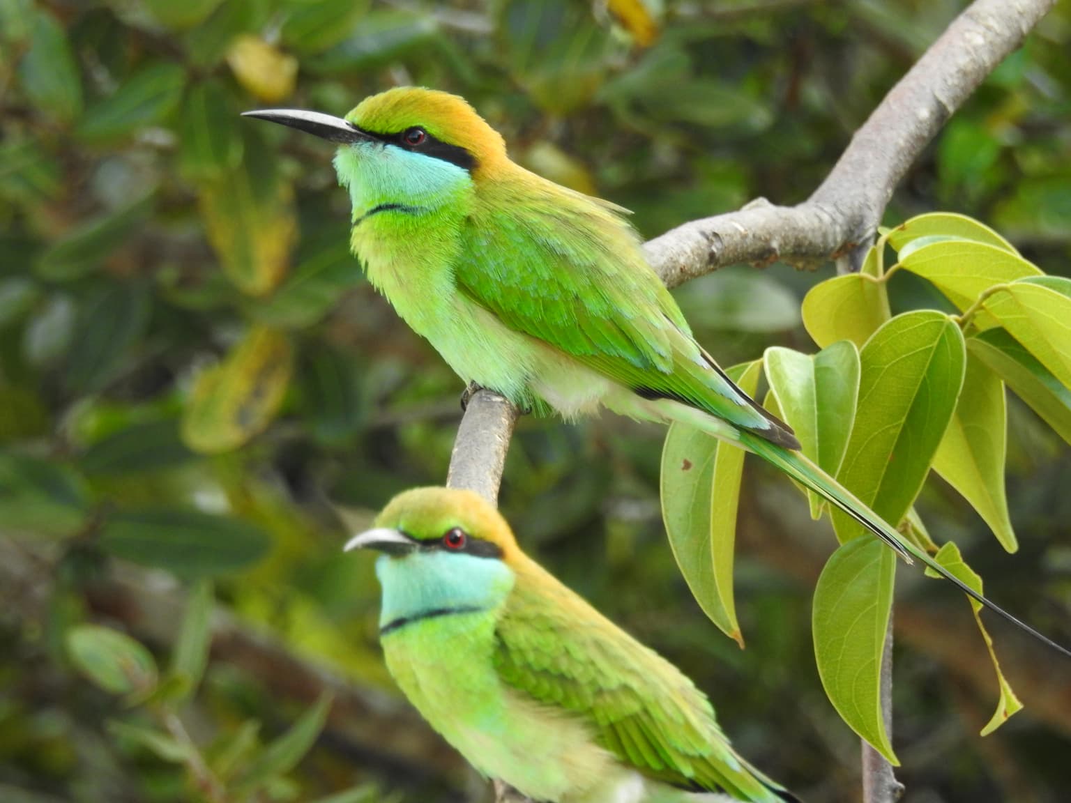 Dos pájaros verdes y azules con picos largos posados en la rama de un árbol con hojas verdes